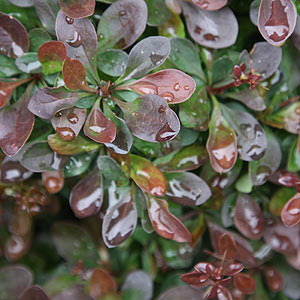 Berberis thunbergii