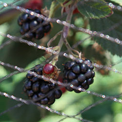 Berry Fruit Plants and Netting
