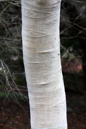 Betula jacquemontii