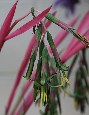 Bilbergia nutans - Queens Tear's