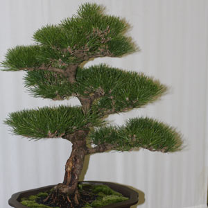 Bonsai Tree Conifer Type