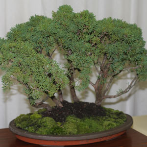 Bonsai Tree