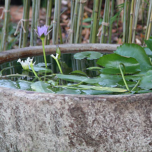 Bowl Water Feature