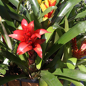 hBromeliads in Hanging Basket