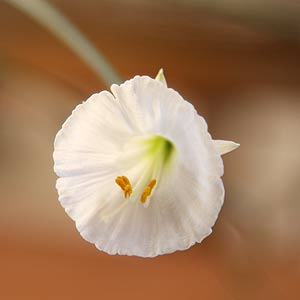 Narcissus bulbocodium hybrid