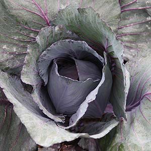 Cabbage inn the vegetable garden