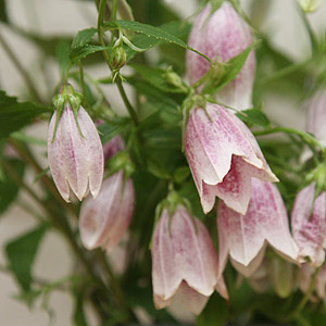 Campanula takesimana