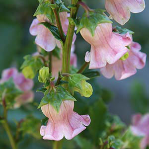 Campanula vidalii