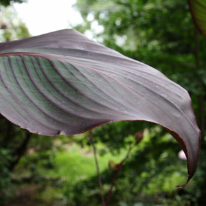 Canna Plant