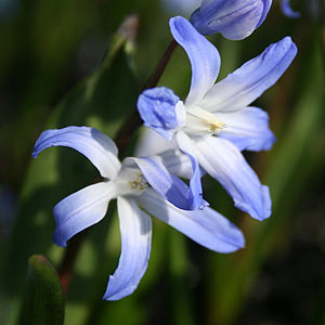 Chionodoxa luciliae Blue Giant