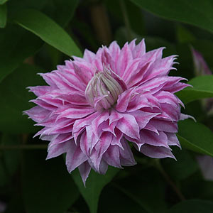 Clematis Josephine