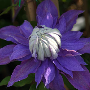 clematis-kiri-te-kanawa