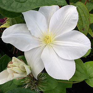 clematis-madame-le-coultre