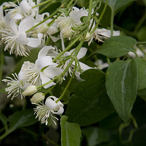 Clematis maximowicziana