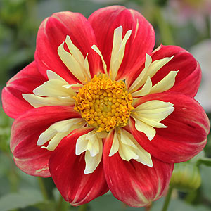 Collarette dahlia