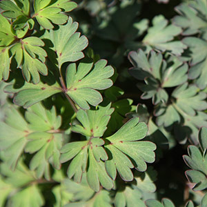 Corydalis foliage