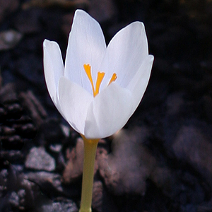 Crocus Bulb in Flower