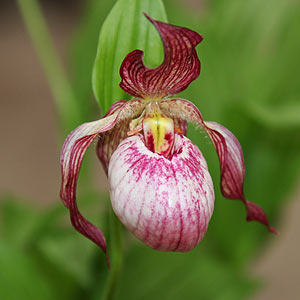 Cypripedium Orchid