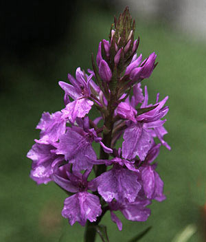 dactylorhiza-orchid-harold-esslemont.jpg