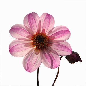 Dahlia Flower