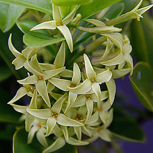 Daphne pontica