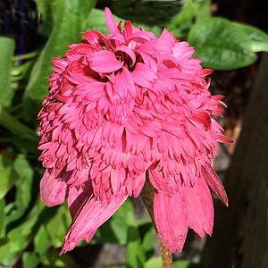 Echinacea purpurea  'Razzmatazz'