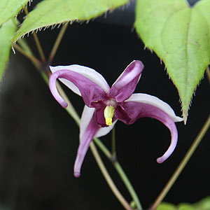 epimedium