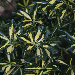 euonymus-japonicus-mediopictus