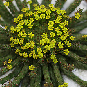 Euphorbia flanaganii