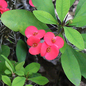 euphorbia milii var splendens Crown of Thorns