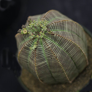 Euphorbia obesa