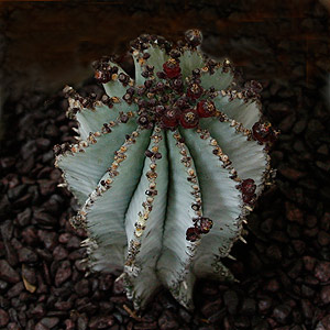 Euphorbia polygona