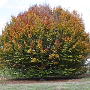 fagus-sylvatica-beech-tree.