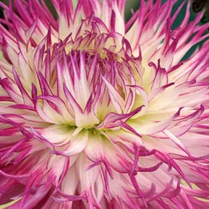 Fimbriated Cactus Dahlia