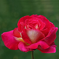 ragrant Double Delight Rose
