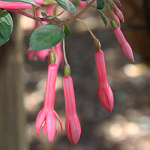 Fuchsia Brighton Belle