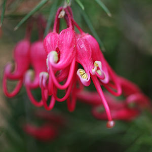 grevillea-scarlet-sprite