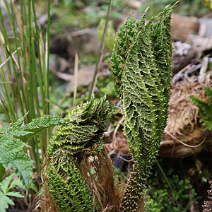 Gunnera Manicata new growth