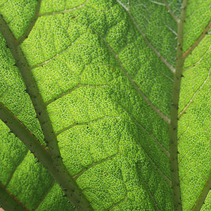 Gunnera manicata