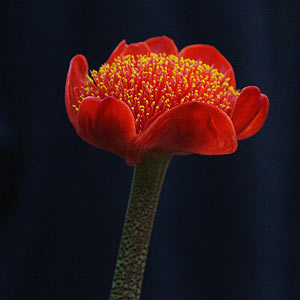 haemanthus-coccineus