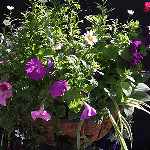 Hanging Basket with perennial flowers