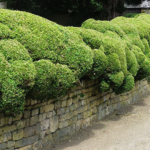 Hedging Plant and Wall