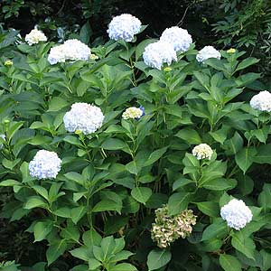 Hydrangea showing new growth after pruning