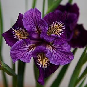 Iris plants