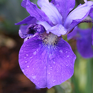 Iris sibirica the Siberian Iris