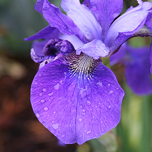 Growing Siberian Iris