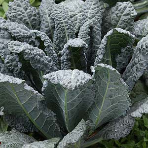 Kale in the vegetable garden