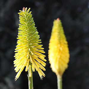 Kniphofia