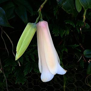 Lapageria rosea var albiflora