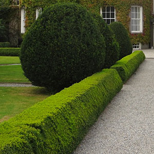 Low Growing Formal Hedge